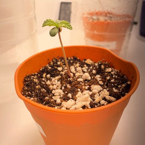 Lisguimia  growlog timeline photo