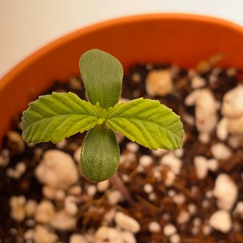 Lisguimia  growlog timeline photo