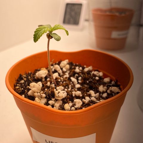 Lisguimia  growlog timeline photo