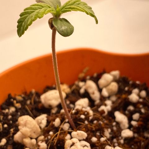 Lisguimia  growlog timeline photo