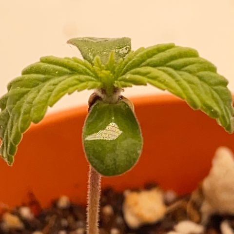 Lisguimia  growlog timeline photo