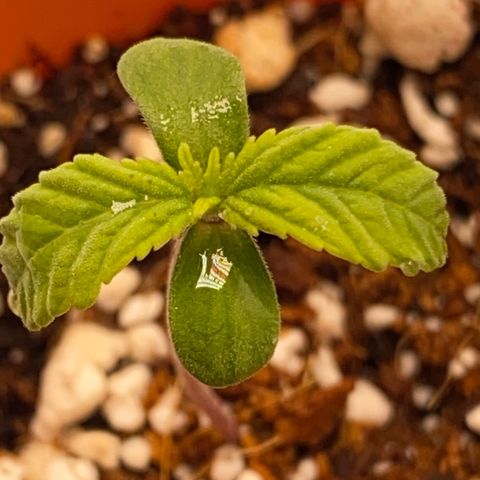Lisguimia  growlog timeline photo