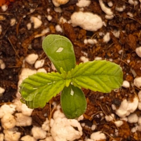 Lisguimia  growlog timeline photo