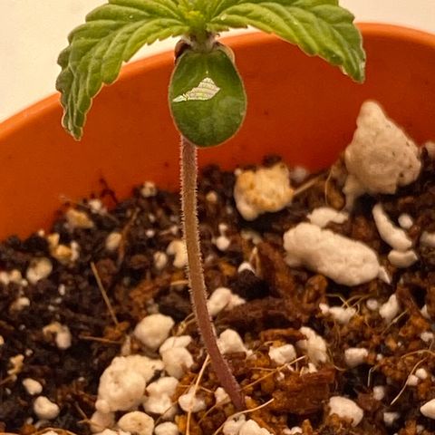 Lisguimia  growlog timeline photo