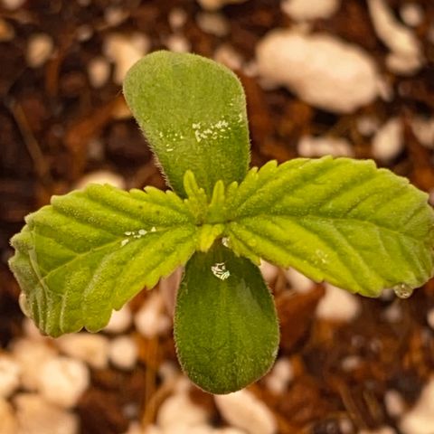 Lisguimia  growlog timeline photo