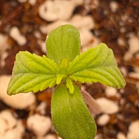Lisguimia  growlog timeline photo