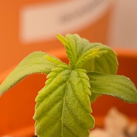 Lisguimia  growlog photo: Overwatered for sure :(