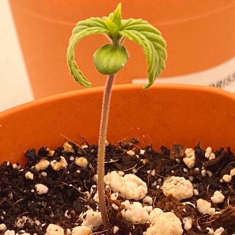Lisguimia  growlog photo: Overwatered for sure :(