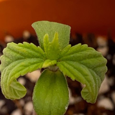 Lisguimia  growlog photo: Overwatered for sure :(