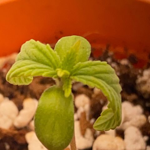 Lisguimia  growlog timeline photo