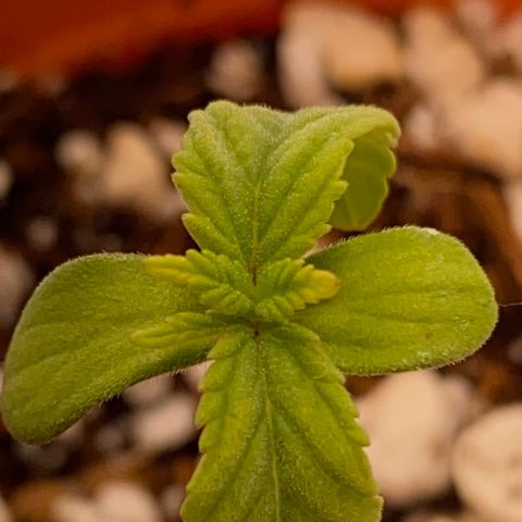 Lisguimia  growlog timeline photo