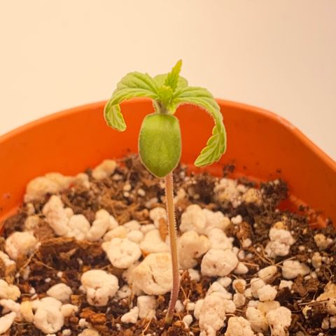 Lisguimia  growlog timeline photo