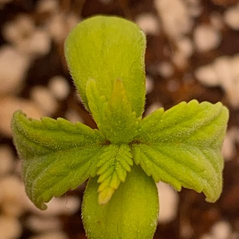 Lisguimia  growlog timeline photo