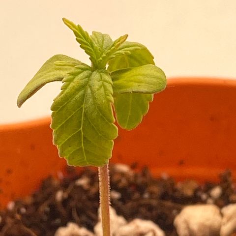 Lisguimia  growlog timeline photo