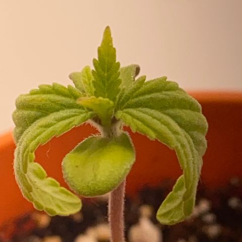 Lisguimia  growlog timeline photo
