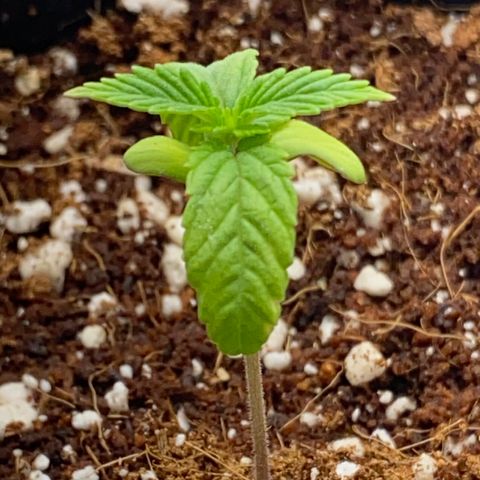 Lisguimia  growlog timeline photo