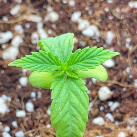 Lisguimia  growlog timeline photo