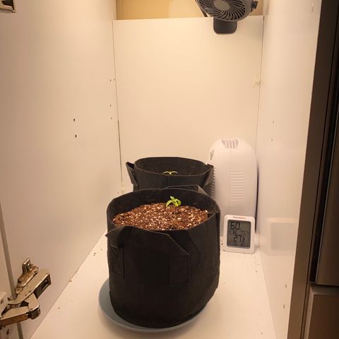 Lisguimia  growlog timeline photo