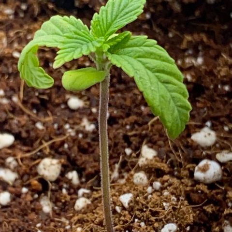 Lisguimia  growlog timeline photo