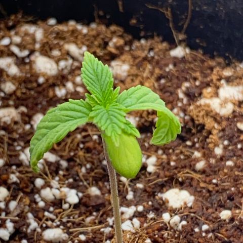 Lisguimia  growlog timeline photo