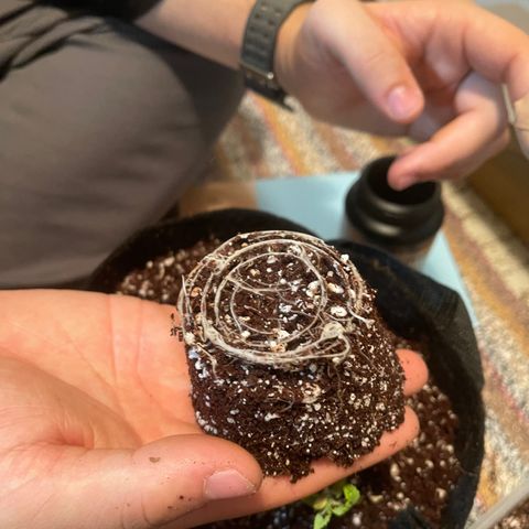 Lisguimia  growlog timeline photo