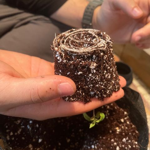 Lisguimia  growlog timeline photo