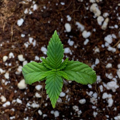 Lisguimia  growlog timeline photo