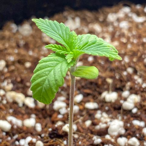 Lisguimia  growlog timeline photo