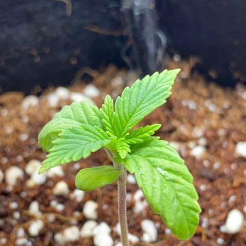 Lisguimia  growlog timeline photo