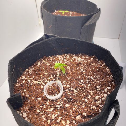 Lisguimia  growlog photo: Training started 