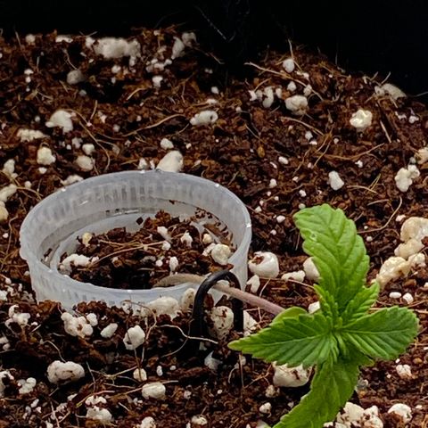 Lisguimia  growlog photo: Training started 
