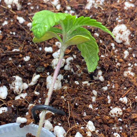 Lisguimia  growlog photo: Training started 