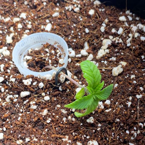 Lisguimia  growlog photo: Training started 