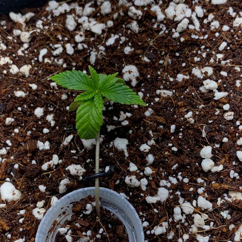 Lisguimia  growlog timeline photo