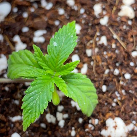 Lisguimia  growlog timeline photo