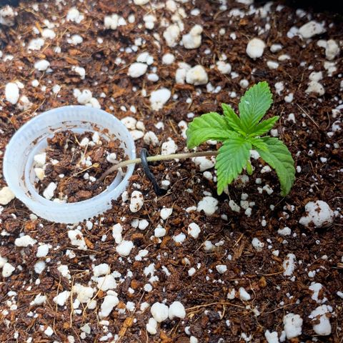 Lisguimia  growlog timeline photo