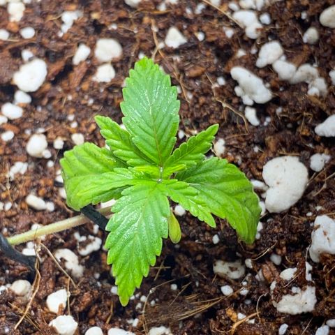 Lisguimia  growlog timeline photo