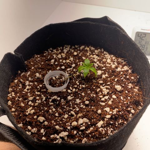 Lisguimia  growlog timeline photo