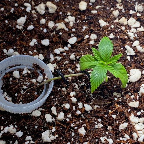 Lisguimia  growlog timeline photo