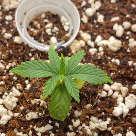 Lisguimia  growlog timeline photo
