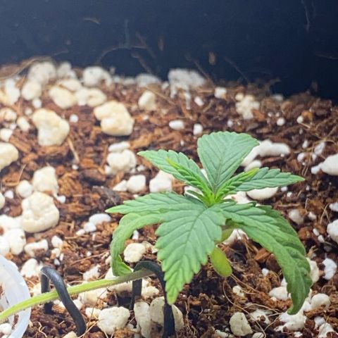 Lisguimia  growlog timeline photo