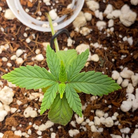 Lisguimia  growlog timeline photo