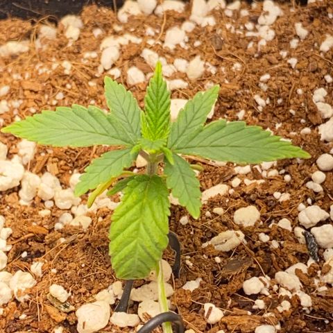 Lisguimia  growlog timeline photo
