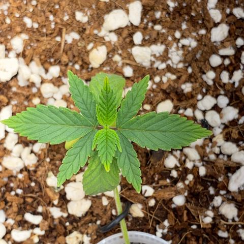 Lisguimia  growlog timeline photo