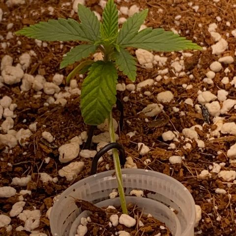 Lisguimia  growlog timeline photo
