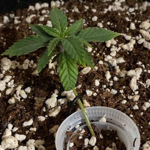 Lisguimia  growlog timeline photo