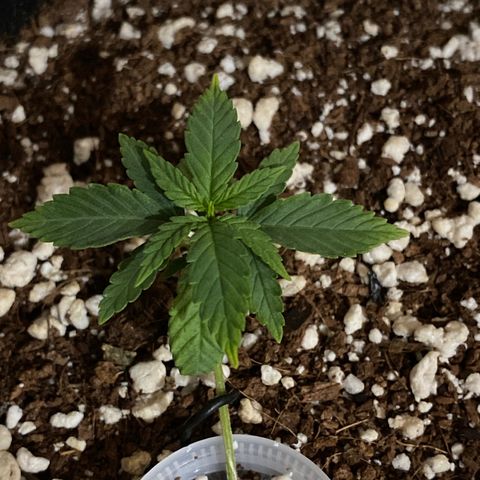 Lisguimia  growlog timeline photo