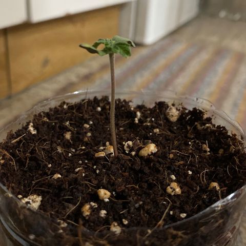 ALFACE growlog timeline photo