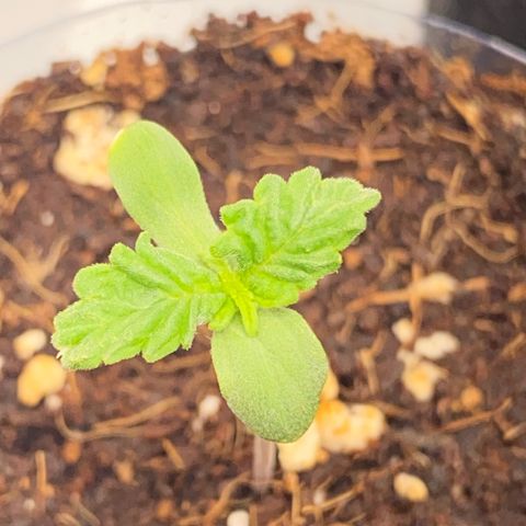 ALFACE growlog timeline photo