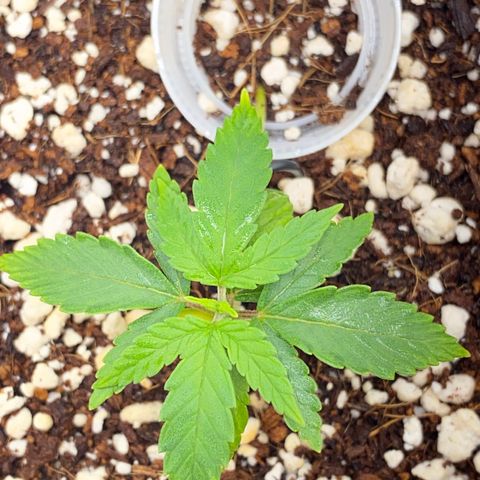Lisguimia  growlog timeline photo